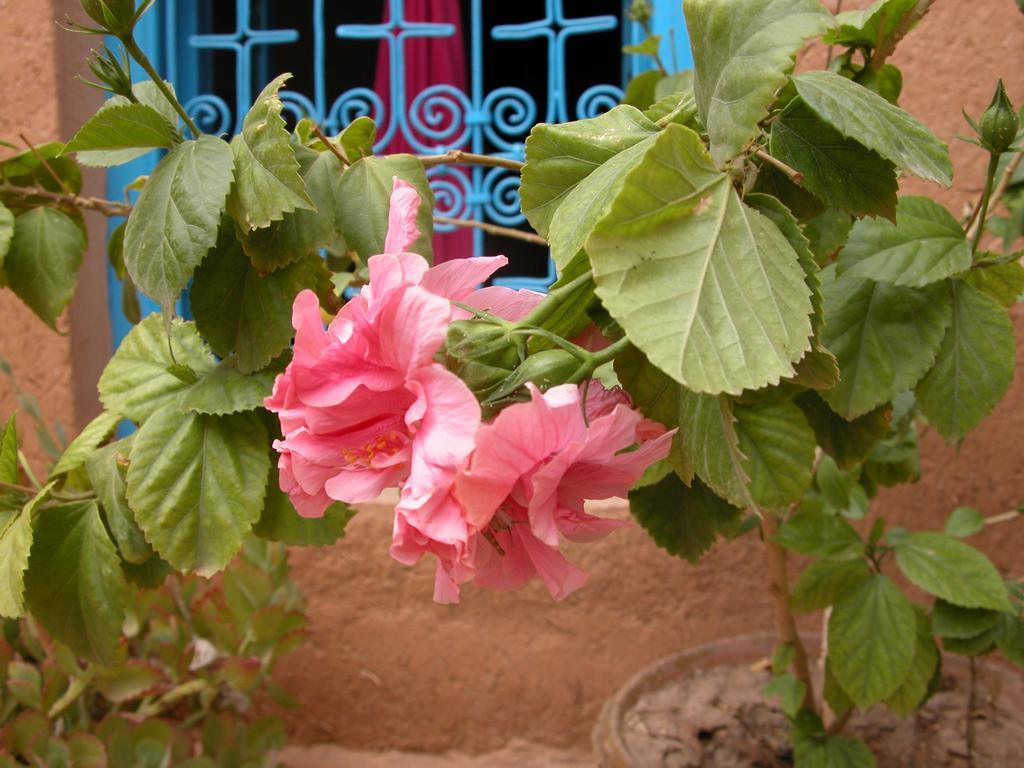 לינה וארוחת בוקר Kelaat-M'Gouna Kasbah Iswan מראה חיצוני תמונה